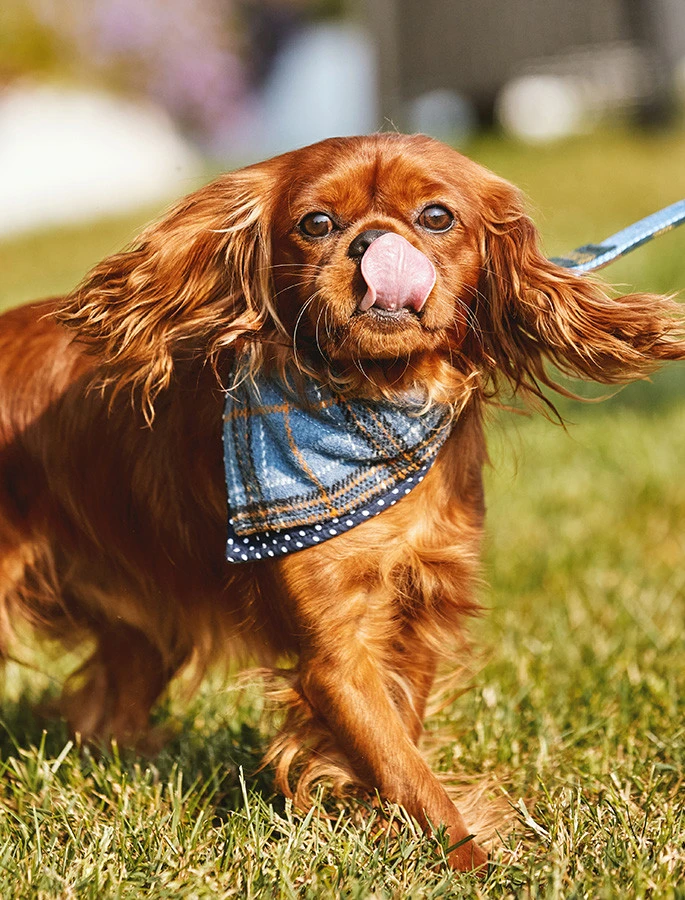 Irish Heritage Tartan Doggy Bandana - Blue - Image 4