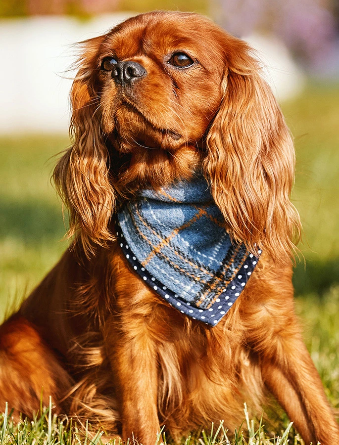 Irish Heritage Tartan Doggy Bandana - Blue - Image 3