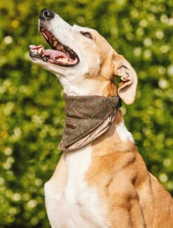 Irish Heritage Tartan Doggy Bandana - Green Box Check