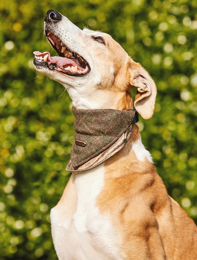 Irish Heritage Tartan Doggy Bandana - Green Box Check